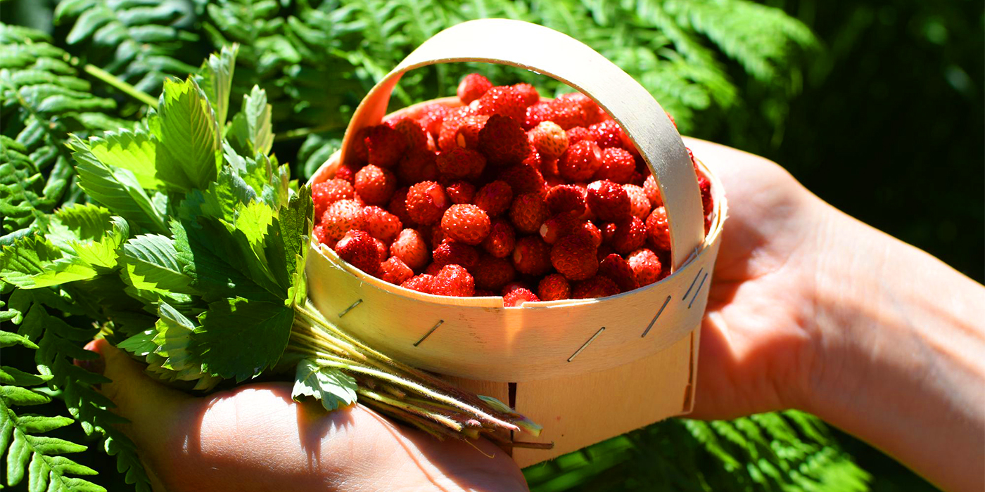 🍓 NATURALNE POZIOMKI Z LASU 🌳🌲